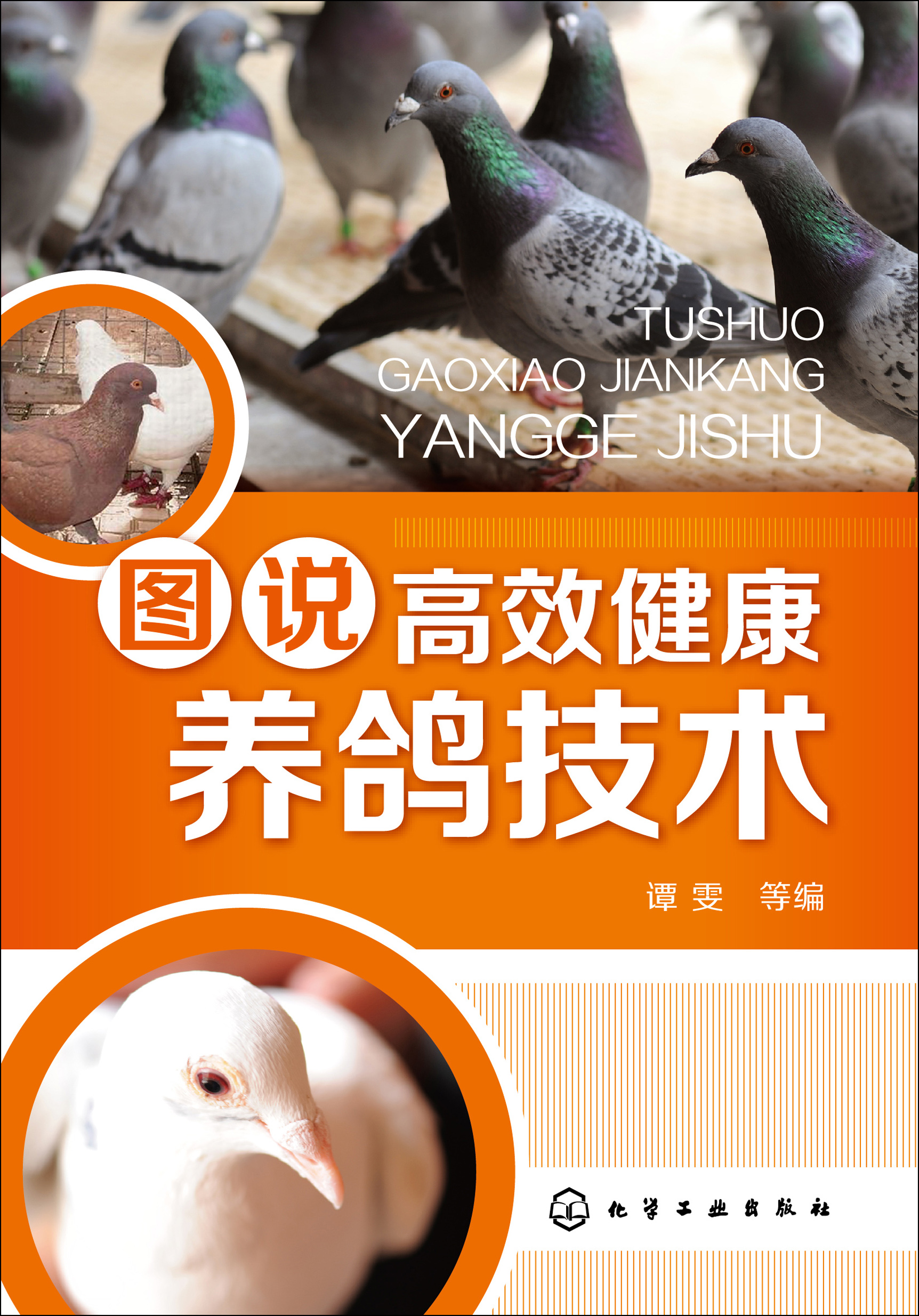 图说高效健康养鸽技术