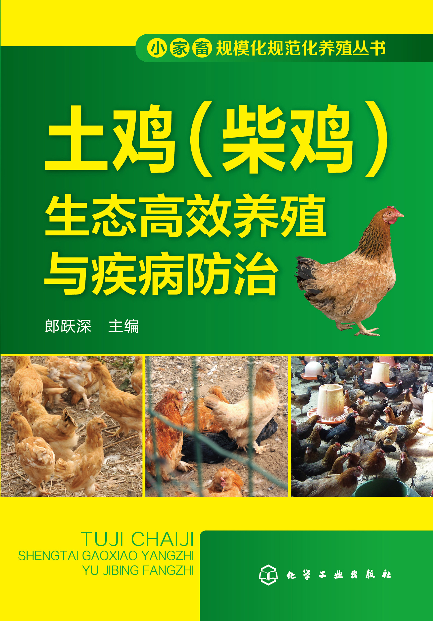 土鸡（柴鸡）生态高效养殖与疾病防治