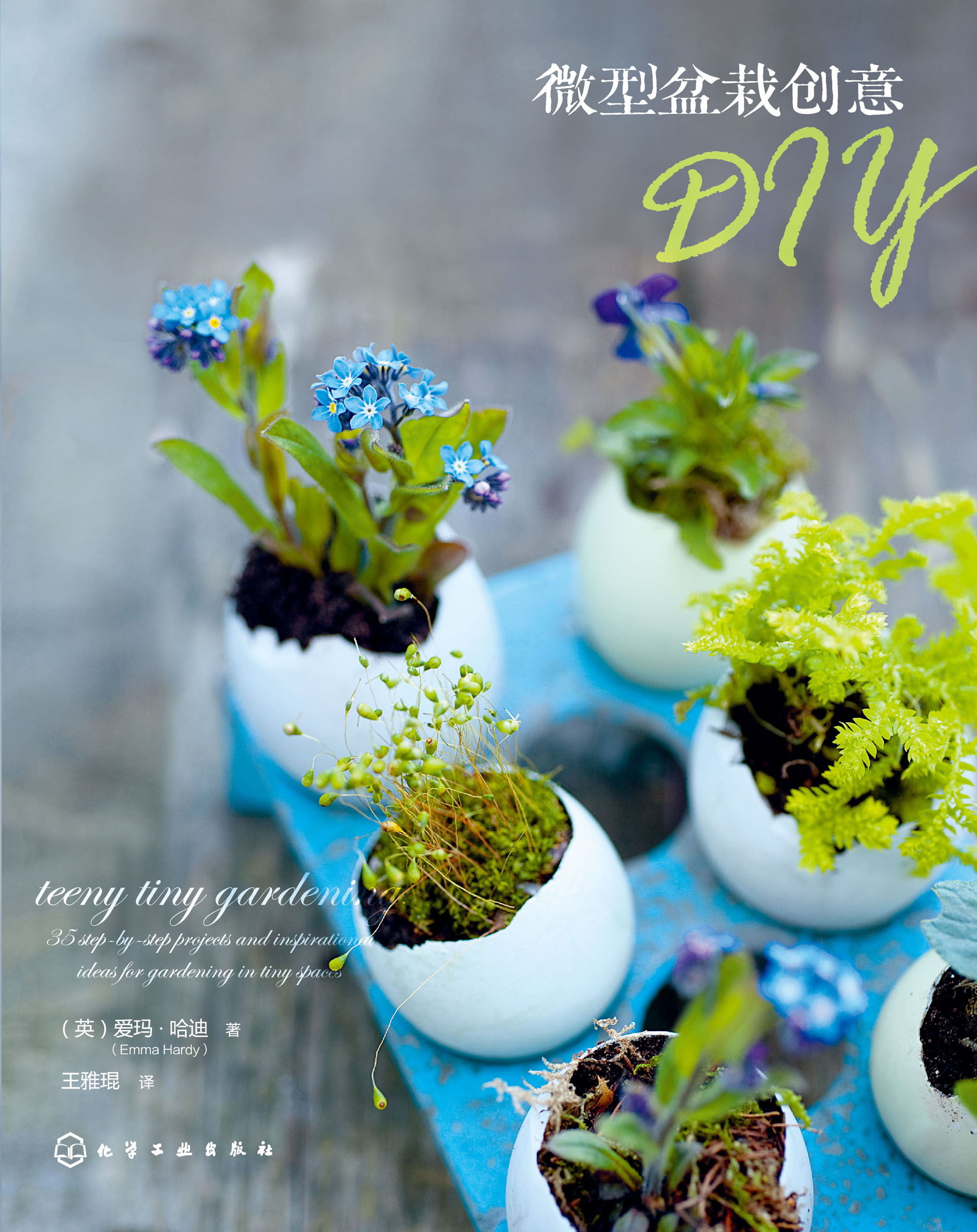 微型盆栽创意DIY